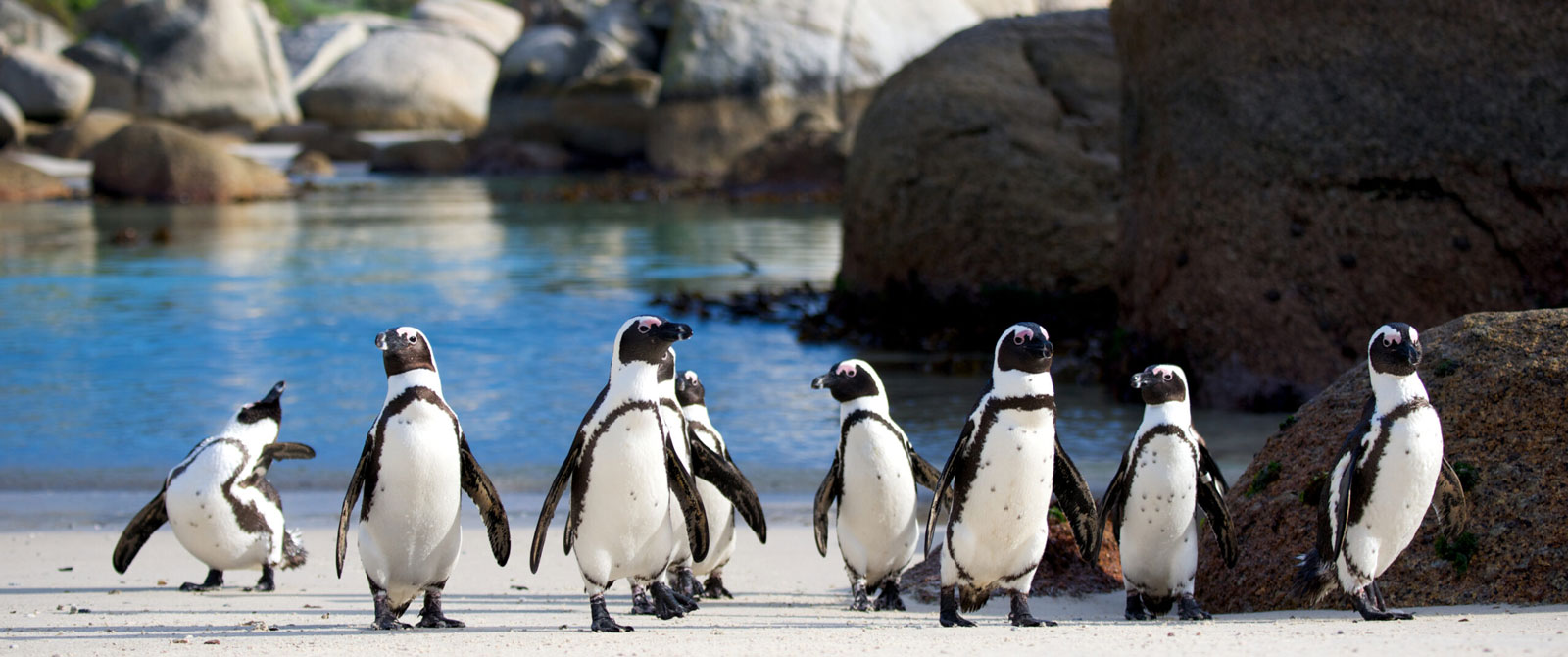 penguins on a beach